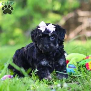 Layla, Havapoo Puppy